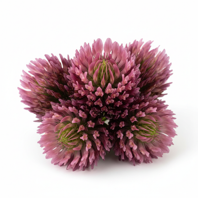 Red Clover Extract